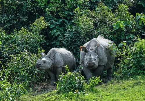 One-horned rhinos at Kaziranga National Park
